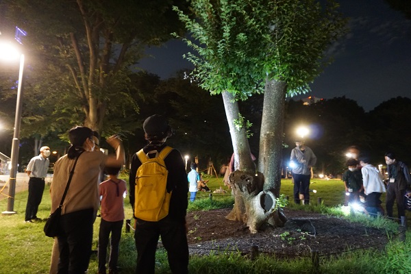 （7/29・7/30・7/31）2022年 夏 新宿中央公園 セミの羽化観察会