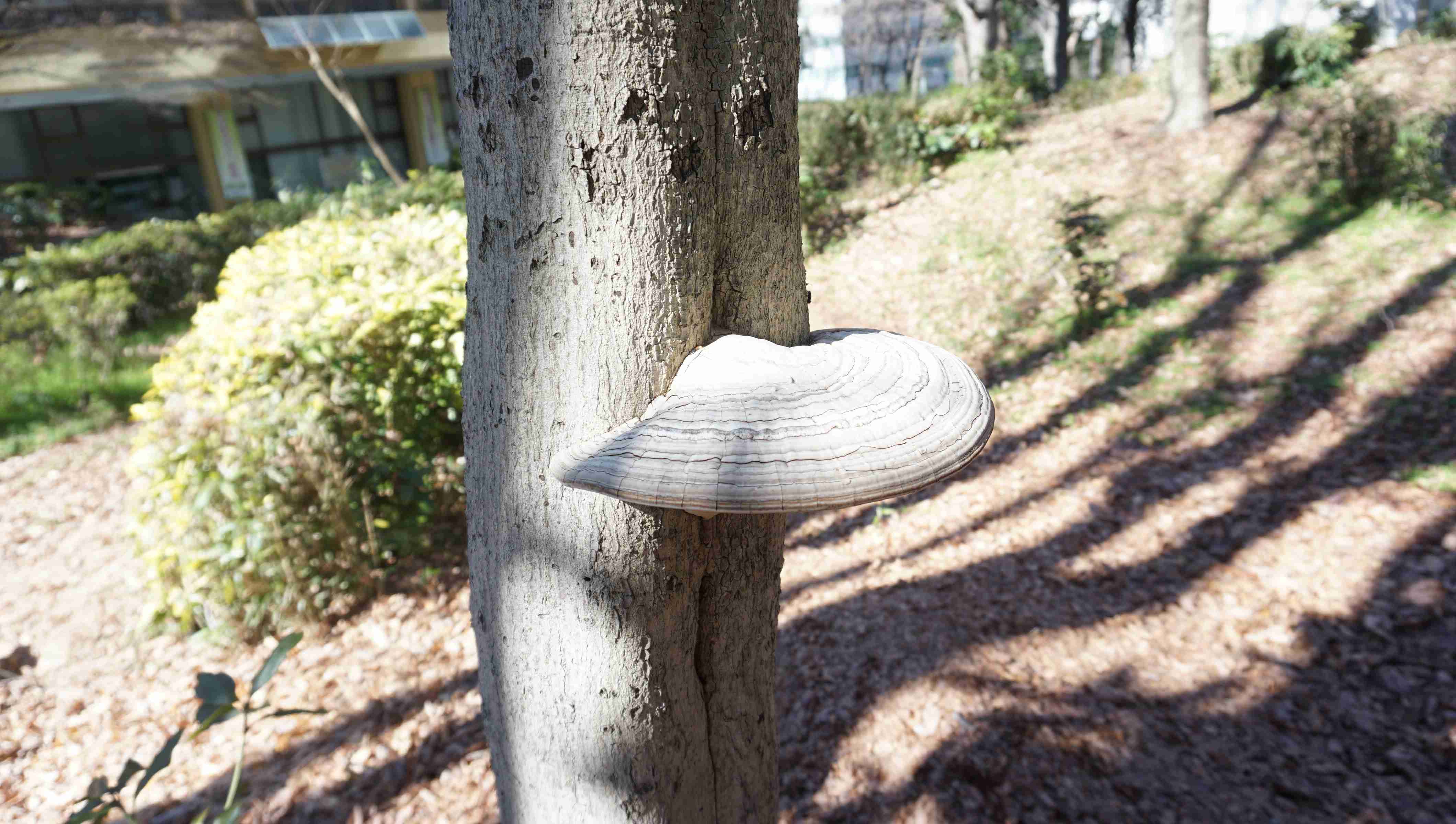 2025 年 冬 わたしたちと生き物のつながり～きのこと昆虫の多様性～（募集締切 1/31）