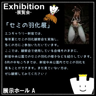セミの羽化展